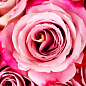 Роза чайно-гибридная "Сильвер Пинк" (саженец класса АА+) высший сорт
