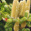 Ялиця Грецька (Abies cephalonica) горщик P9