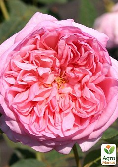 Роза миниатюрная "Sonia" (саженец класса АА+) высший сорт1