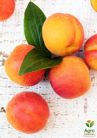Ексклюзив! Абрикос колоновидний яскраво помаранчевий з легким рум'янцем "Сонячне літо" (Sunny summer) (преміальний середньостиглий сорт) - фото 7