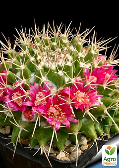 Кактус "Маммиллярия" (Mammillaria compressa) (Нидерланды)1