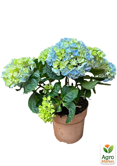 LMTD Гортензия крупнолистная цветущая 3-х летняя "River Blue" (30-40см)10