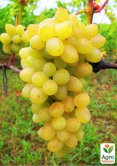Виноград вегетирующий "Супер Плевен" 1