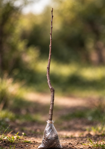Эксклюзив! Слива "Санта Роса" (Santa Rosa)  (премиальный летний сорт, средний срок созревания) - фото 5