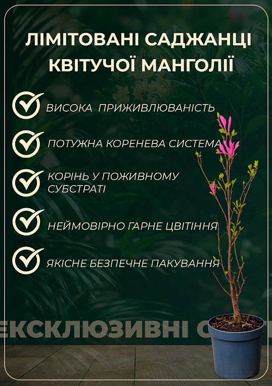 LMTD Магнолия "Soulangeana" 5-и летняя (высота 130-150см) - фото 2