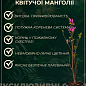 LMTD Магнолия "Soulangeana" 5-и летняя (высота 130-150см) купить
