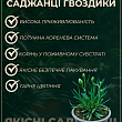 Гвоздика Махровая "Sunflor Megan" (контейнер № 10, высота 10 см) купить