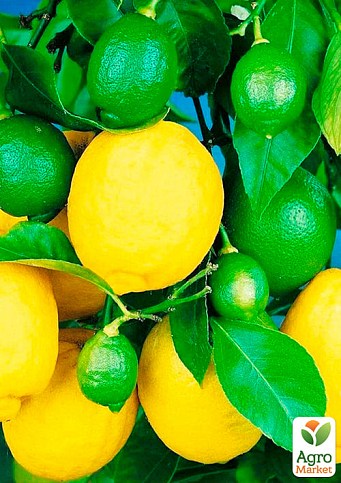 Лимон "Мейєра" - фото 2