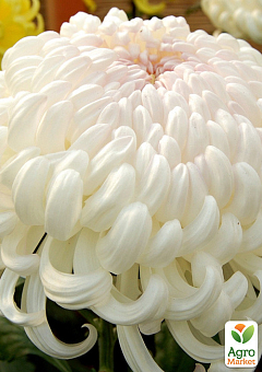 Хризантема  "Komodo Blanc" (низкорослая крупноцветковая)1