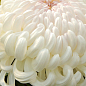 Хризантема  "Komodo Blanc" (низкоросла крупноквіткова)