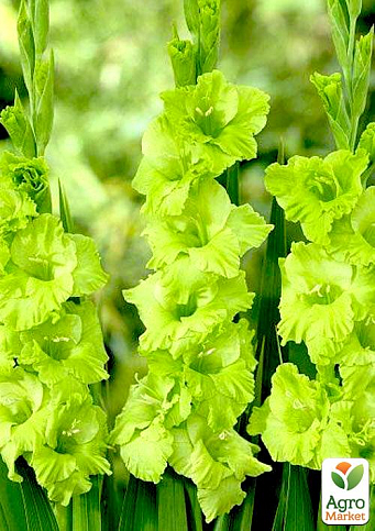 Гладіолус "Green Star" 3шт - фото 5