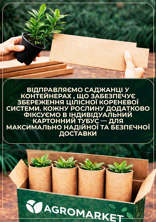 Бересклет Крилатий "Fireball"  - фото 3