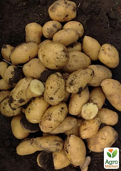 Картофель "Раноми" семенной ранний (1 репродукция) 10кг27