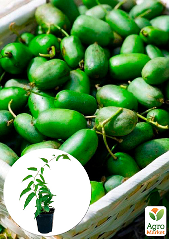 Актинидия "Оригинальная" (мини-киви, морозостойкий сорт, поздний срок созревания) 