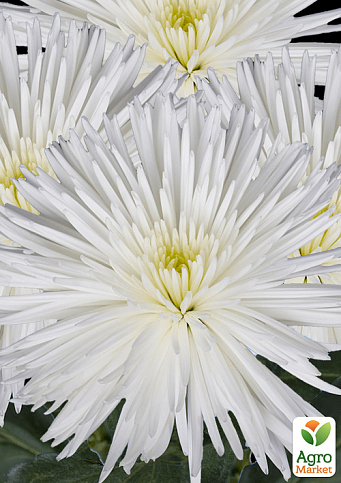 Хризантема  "Alaka White" (низкорослая крупноцветковая)