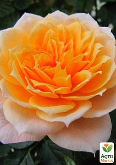 LMTD Роза 2-х летняя "Royal Oranje" (укорененный саженец в горшке, высота 20-30см)4