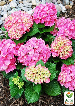 Гортензія крупнолиста рожева "Forever and ever Pink"30