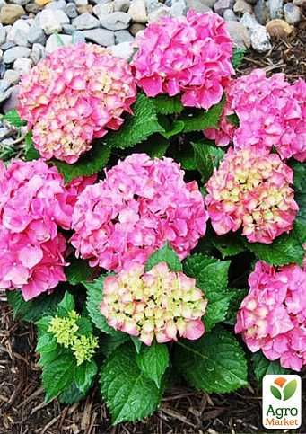 Гортензія крупнолиста рожева "Forever and ever Pink" - фото 5