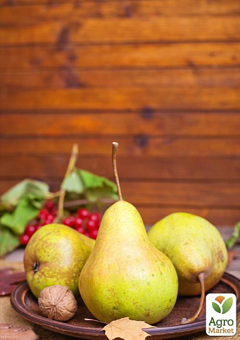 Груша "Говерла" (осінні сорти, середній термін дозрівання)