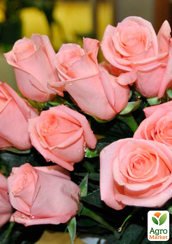 Троянда чайно-гібридна "Ангажемент" (саджанець класу АА +) вищий сорт