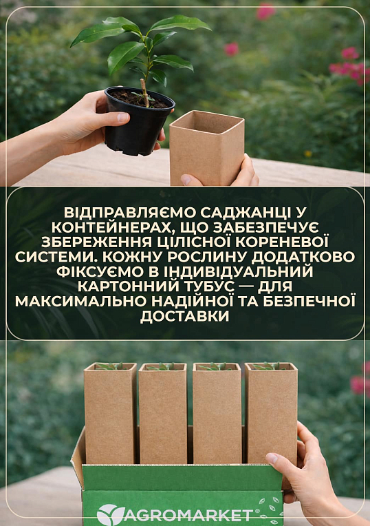 Апельсин "Вашингтон Навела" - фото 3