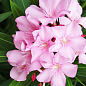 Олеандр душистый "Nerium oleander Pink" (вечнозеленый, ароматный кустарник) цена