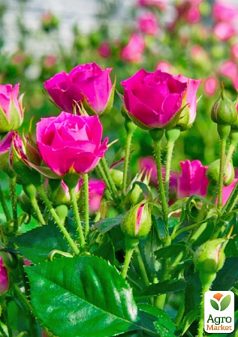 Роза мелкоцветковая (спрей) "Хихо" (саженец класса АА+) высший сорт - фото 2
