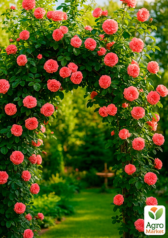 Троянда плетиста "Antikе" (саджанець класу АА +) вищий сорт