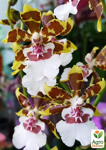 Орхидея Камбрия "Colmanara Top Jungle" - фото 2