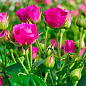 Роза мелкоцветковая (спрей) "Хихо" (саженец класса АА+) высший сорт купить