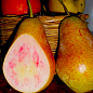 Груша "Свадебная" (летний сорт, ранний срок созревания)