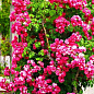 Ексклюзив! Троянда англійська насичено-рожева з блискучим листям "Леонардо" (Leonardo) (саджанець класу АА +, преміальний морозостійкий сорт) цена