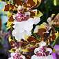 Орхидея Камбрия "Colmanara Top Jungle" купить