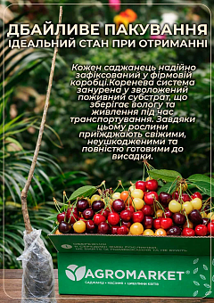 Черешня пірамідальна чорна "XXL" Ексклюзив!13