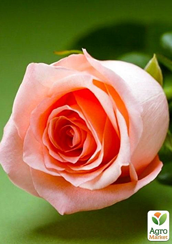 Троянда чайно-гібридна "Ангажемент" (саджанець класу АА +) вищий сорт - фото 5