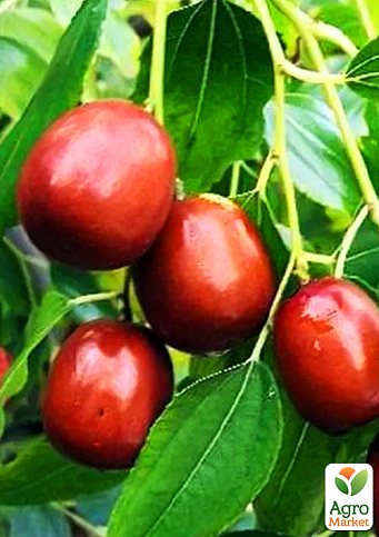 Зізіфус (унабі) "Первісток" (середній термін дозрівання, високоврожайний сорт) вазон Р9, висота 10-15см