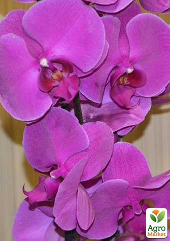 Орхідея (Phalaenopsis) "Cascade Paars" - фото 2