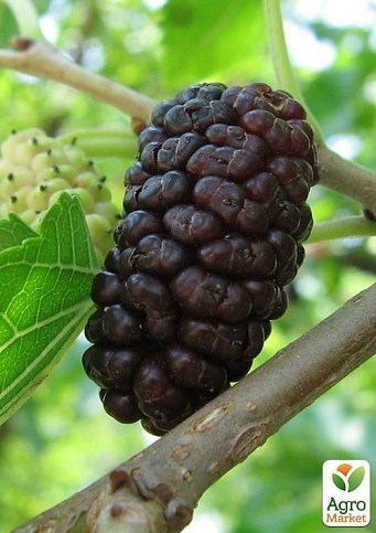 Шелковица крупноплодная "Стамбульская чёрная" (летний сорт, средний срок созревания) - фото 3
