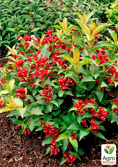 Вейгела "Eva Rathke" (Weigela x hybrida)25