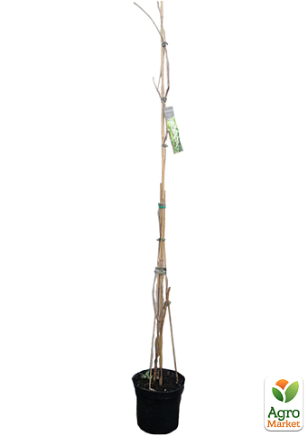 LMTD Вистерия (глициния) "Sinensis Alba" 5-и летняя (высота 120-170см) - фото 6