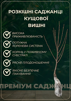 Вишня кущова "Кармін Джуел" 1 саджанець у упаковці.9