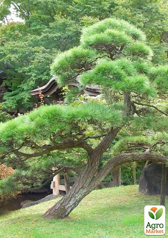 Сосна красная китайская "Pinus Tabuliformis" (легко формирующийся Бонсай)