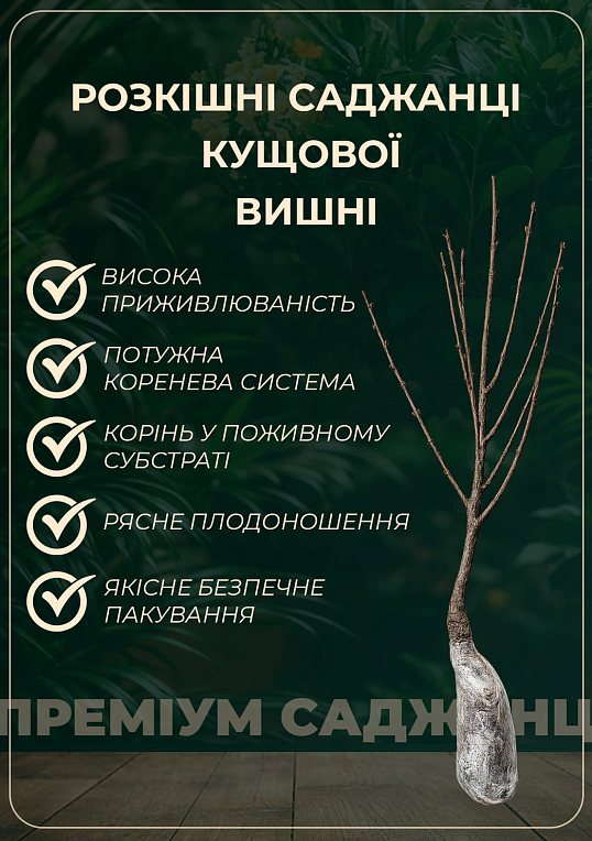 Вишня кустовая "Кармин Джуэл" 1 саженец в упаковке. - фото 3