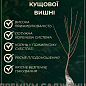 Вишня кустовая "Кармин Джуэл" 1 саженец в упаковке. цена