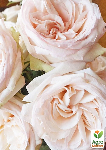 Роза кустовая "Вайт Охара" (саженец класса АА+) высший сорт - фото 7