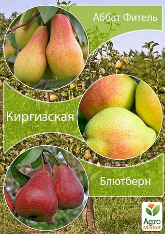 Дерево-сад Груша "Аббат Фитель+Киргизская+Блютберн" 