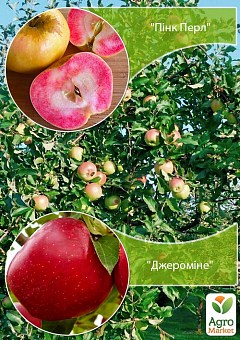Дерево-сад Яблуня "Пінк Перл+Джероміне"1