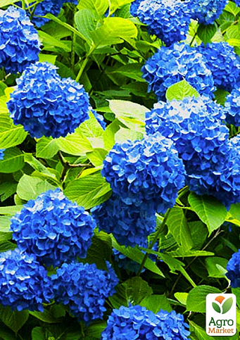 Гортензия крупнолистная "Forever and ever Blue" 