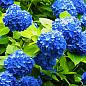 Гортензия крупнолистная "Forever and ever Blue" 