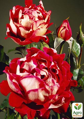 Троянда в контейнері флорибунда "Mystique Ruffles" (саджанець класу АА+) - фото 2